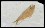 Knightia Fossil Fish - Wyoming #60465-1